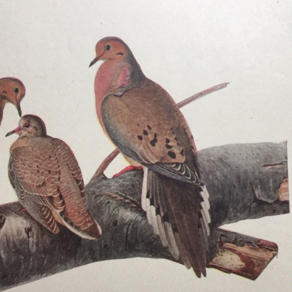 1913 Antique Ornithological Bird Print Original dove